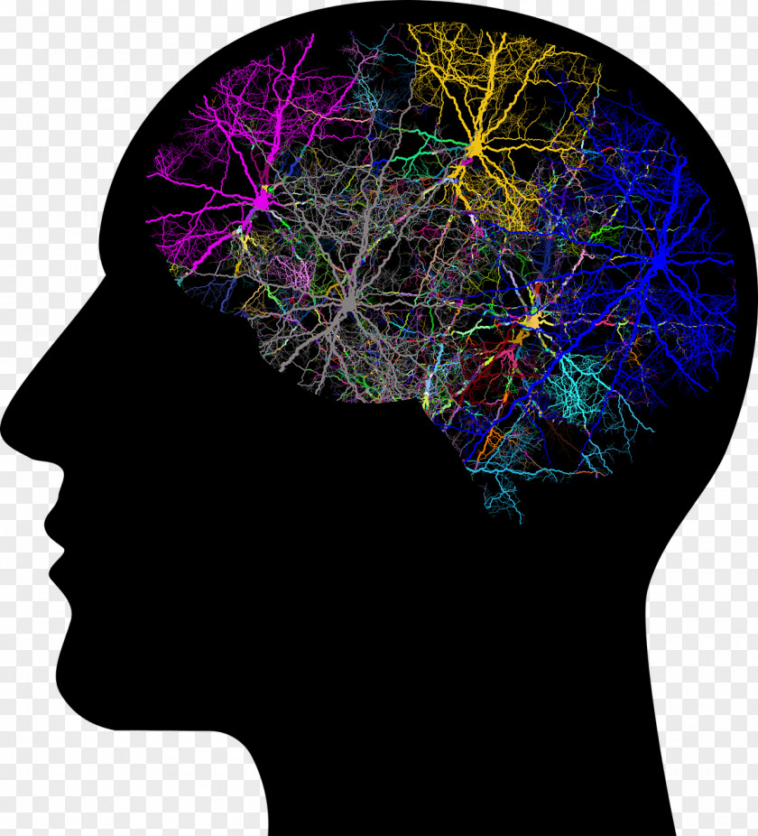 Brain Human Head Transcranial Magnetic Stimulation PNG