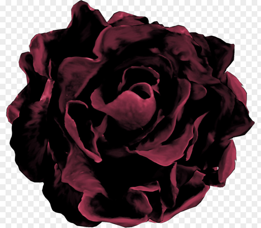 Garden Roses Cabbage Rose Mourning White PNG