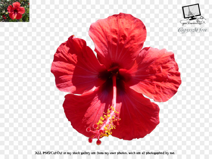 Ibiscus Shoeblackplant Common Hibiscus Hotel PNG