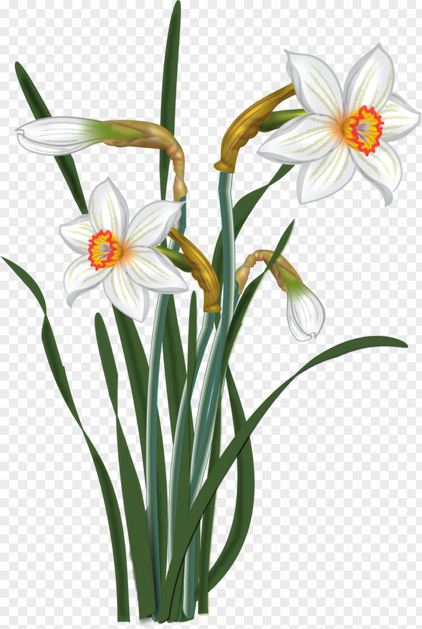 Narcissus Watercolour Flowers Watercolor Painting Drawing PNG