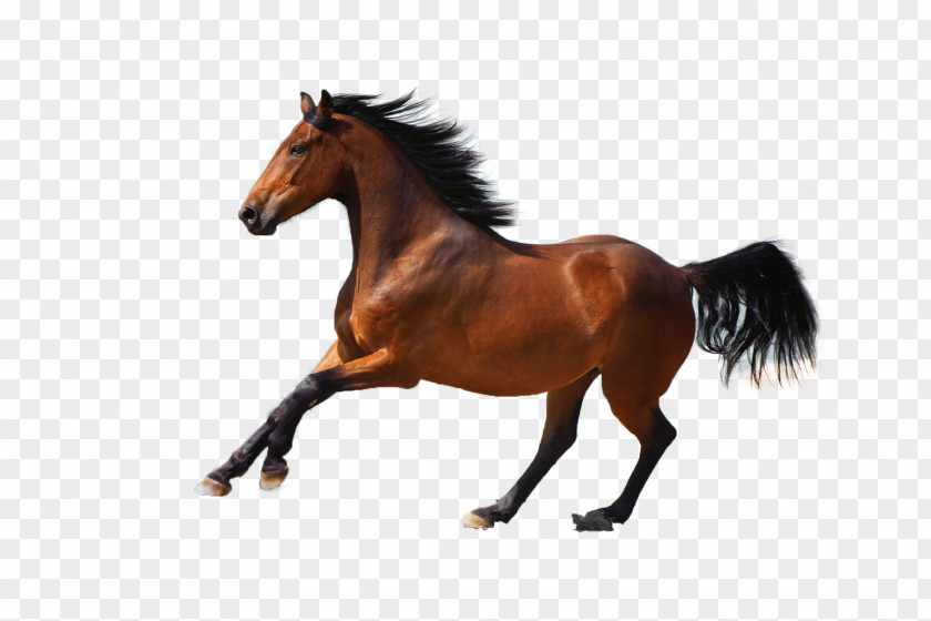 Wenger Background Mustang Horse Pony Stallion Logo PNG