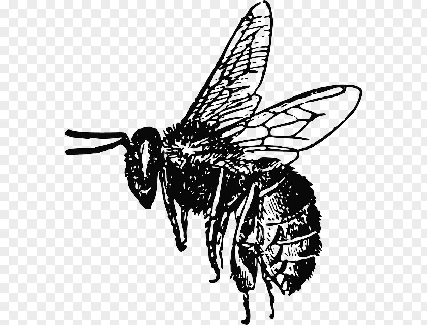 Bee European Dark Insect Clip Art PNG