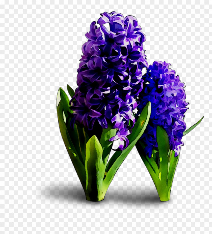 Floral Design Cut Flowers Hyacinth PNG