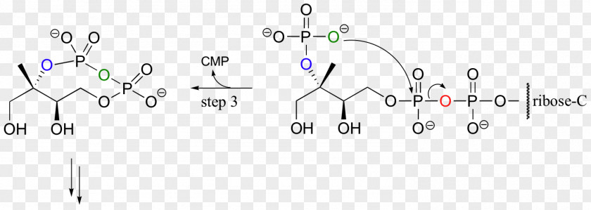 Phosphorylation Hydroxy Group Adenosine Triphosphate Ester PNG
