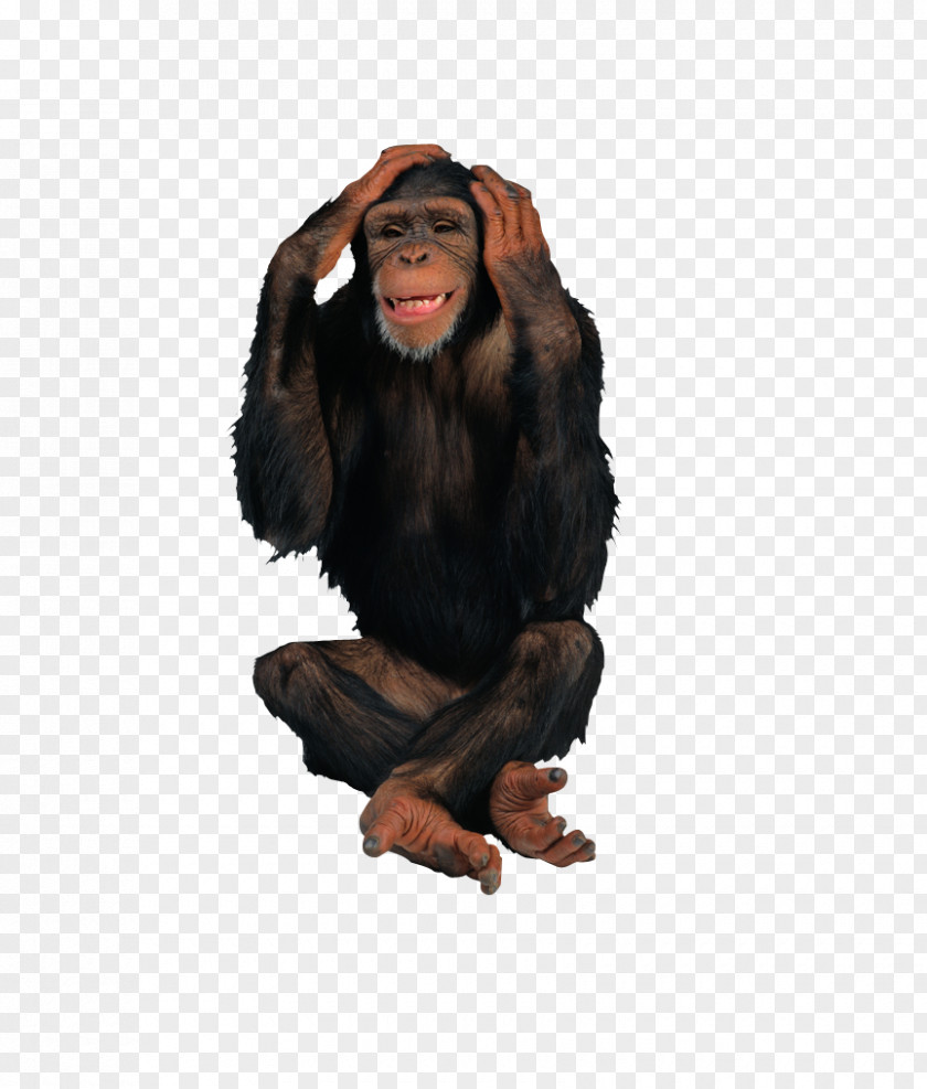 Black Gorilla Primate Chimpanzee Ape Monkey PNG