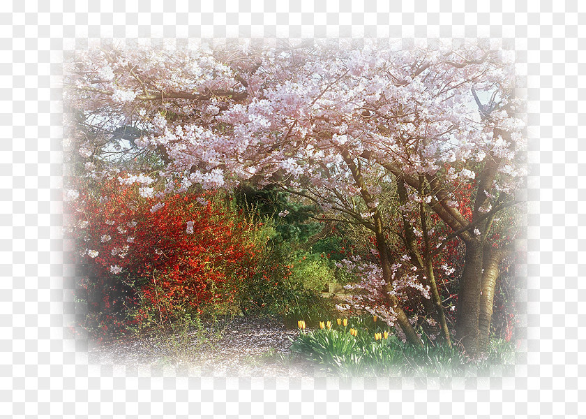 Cherry Blossom Branch Tree PNG