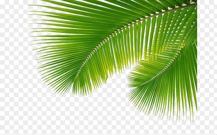 Palm Leaf, Leaves Arecaceae Leaf Branch PNG