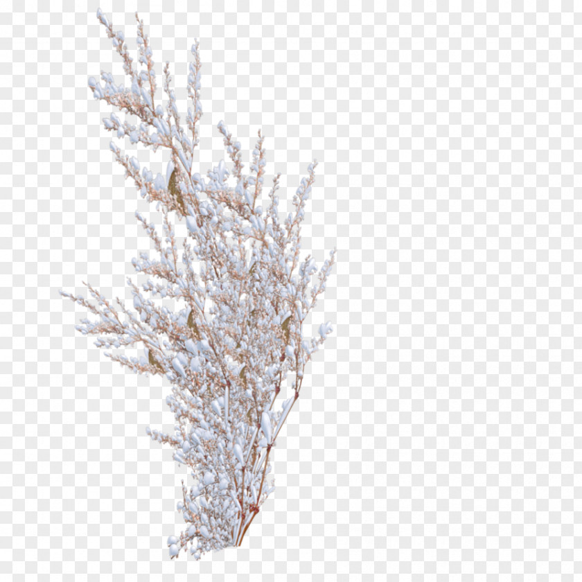 Snow Tree Snowflake Shrub PNG