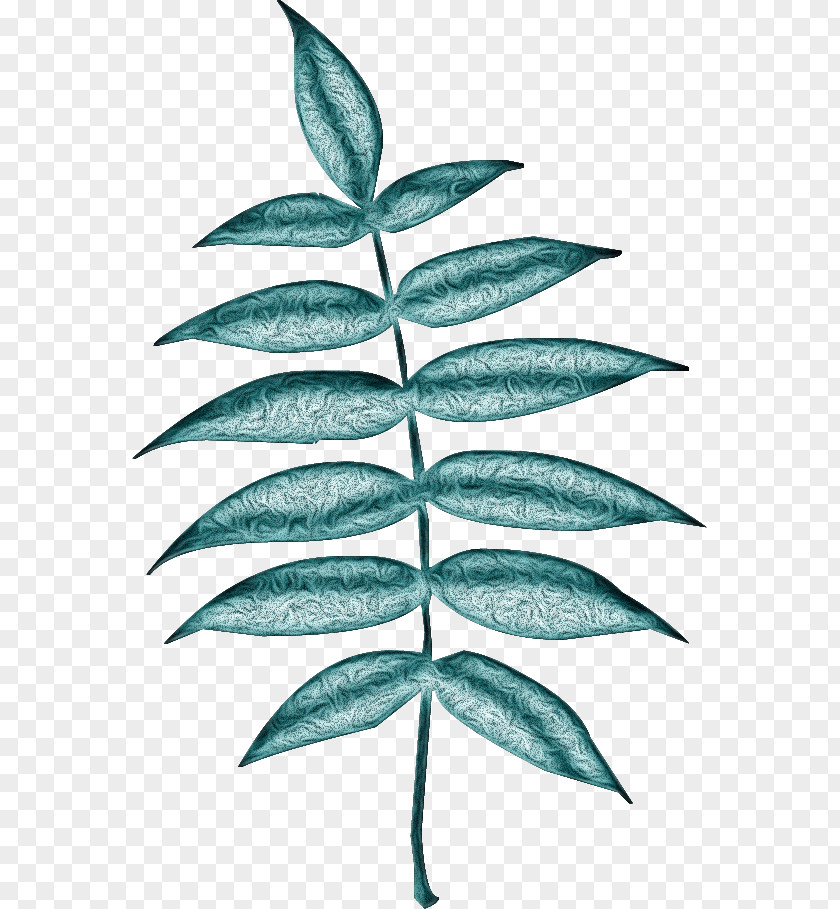 Vascular Plant Terrestrial Leaf Green Tree Flower PNG