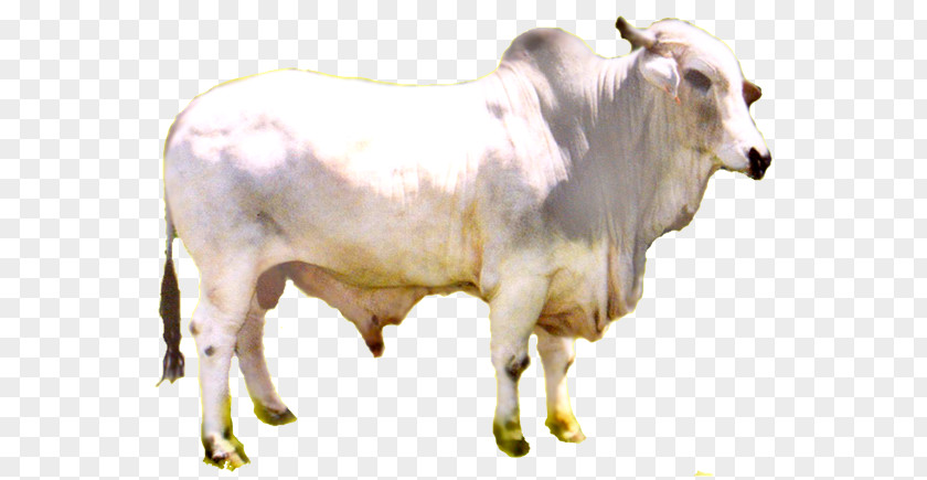 Salam Ramadan Zebu Calf Dairy Cattle Ox Bull PNG