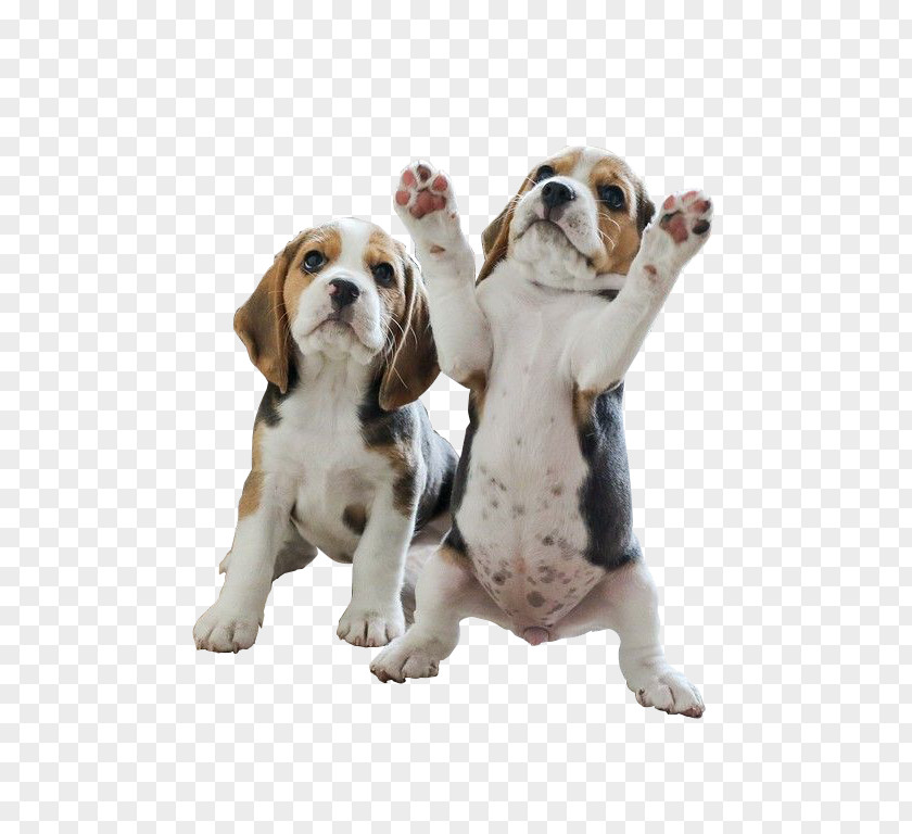 Two Stood Puppy Pocket Beagle Your Beagles PNG