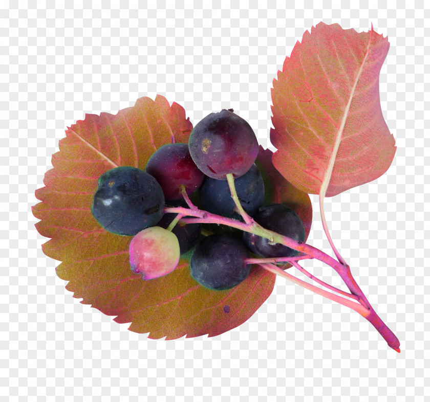 Beautiful Blueberry Juice Grape PNG