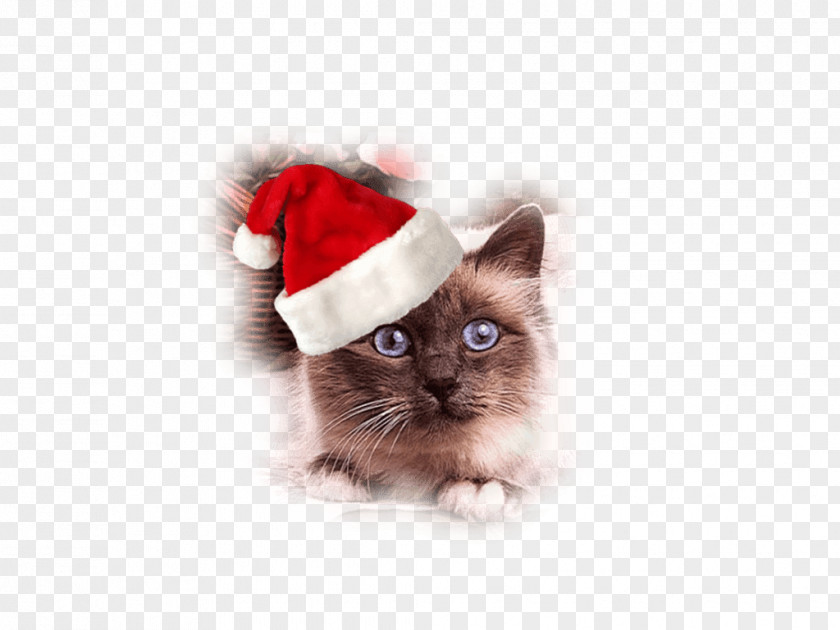 Gorro Whiskers Cat Kitten Christmas Santa Claus PNG