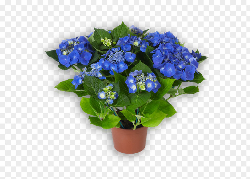 Flower Hydrangea Blue Red Pink PNG