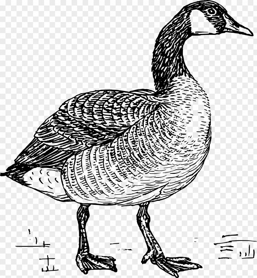 Goose Duck Clip Art Drawing Bird PNG