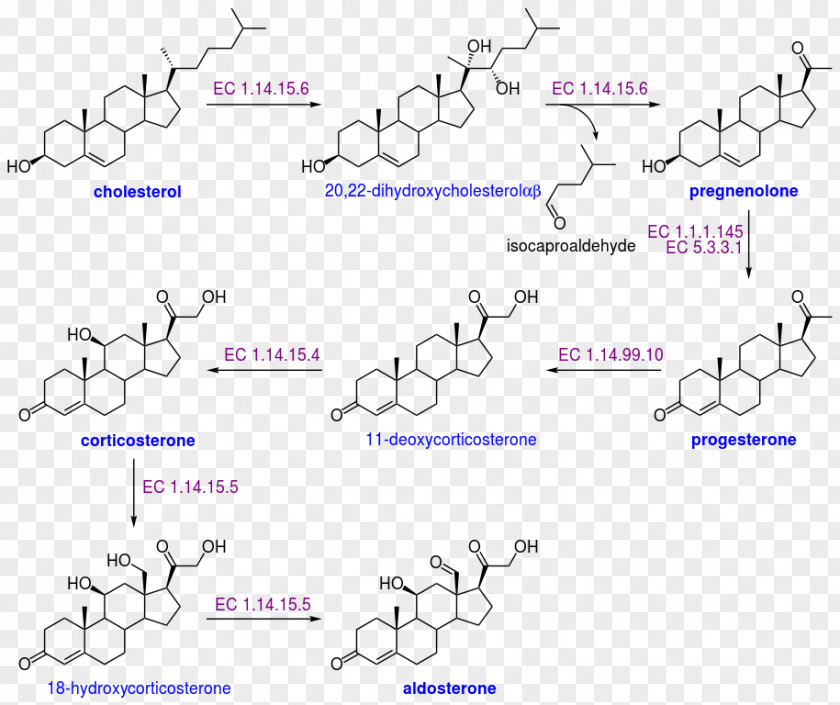 Aldosterone Cholesterol Biosynthesis Dehydroepiandrosterone Sulfate PNG