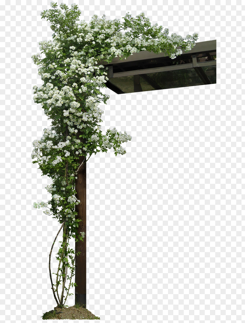 Plant Vine Livistona Chinensis Tree Lavender PNG