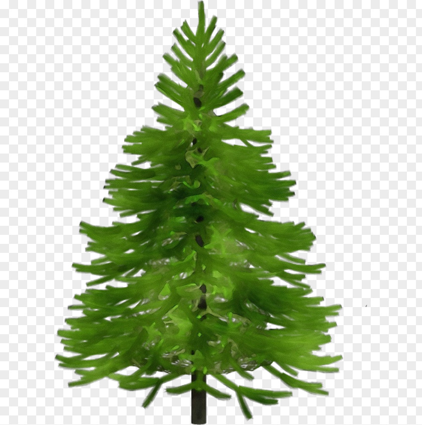 Tree Canadian Fir Shortleaf Black Spruce Balsam Yellow White Pine Colorado PNG