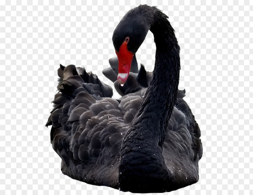 Bird Black Swan Ducks Le Cygne Yandex PNG
