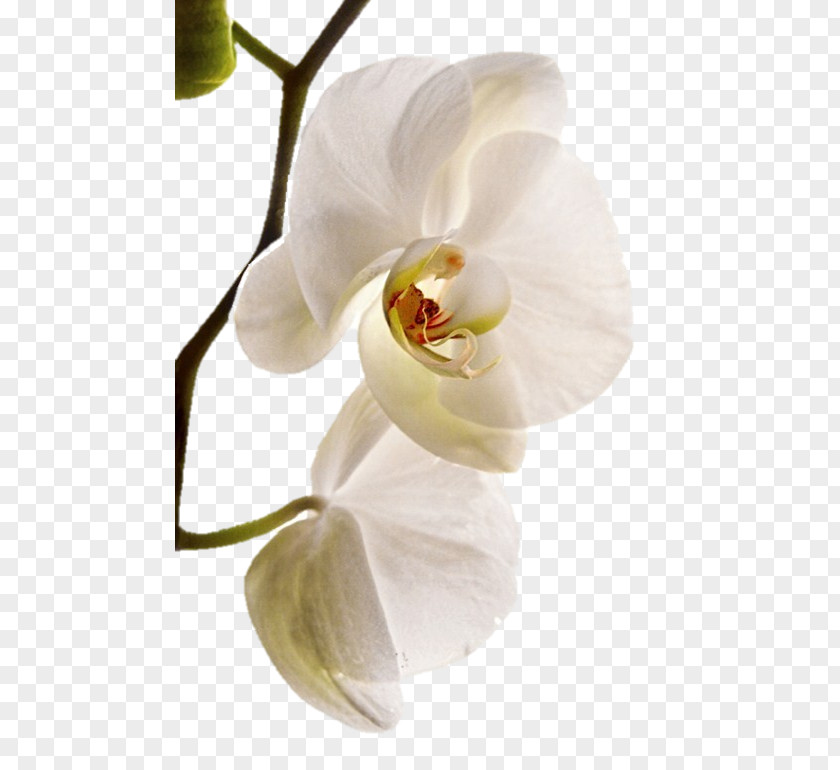 Flor Branca Moth Orchids Sala De Fiestas Orquidea BAUER Joyeros PNG