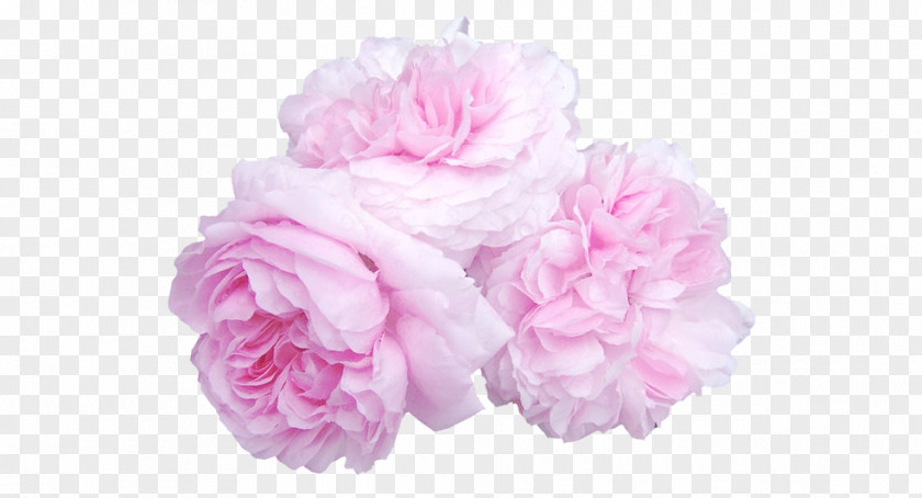 Flower Cabbage Rose Garden Roses Cut Flowers Pink PNG