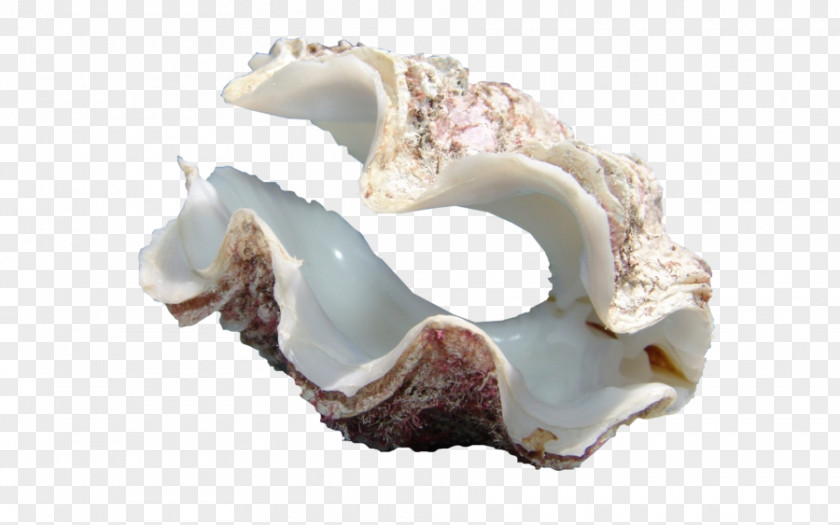 PEARL SHELL Oyster Cockle Seashell Conch Sea Glass PNG