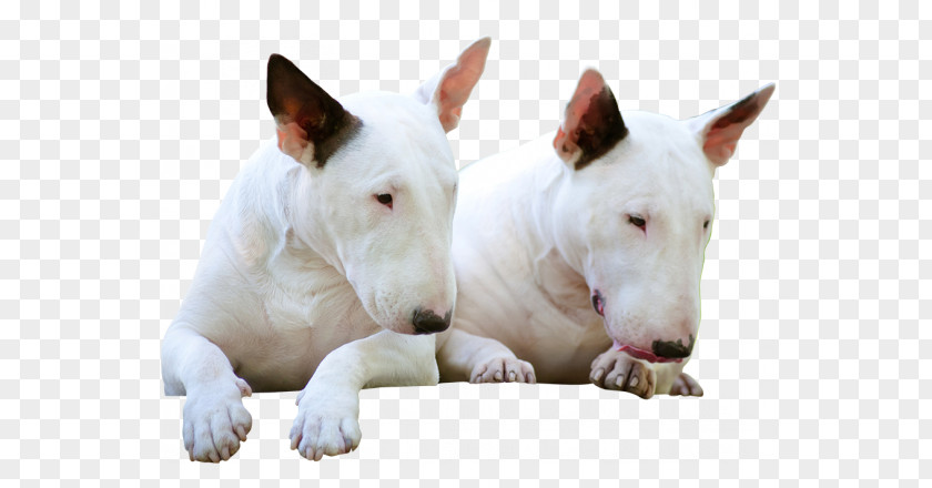 Bull Terrier Miniature And Old English Bulldog PNG