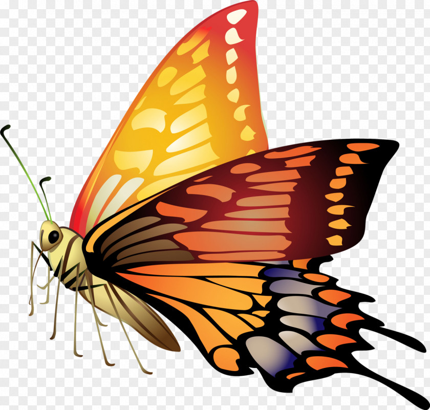 Butterflies Butterfly Material Clip Art PNG