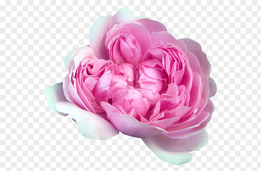 Flower Garden Roses Cabbage Rose Petal PNG