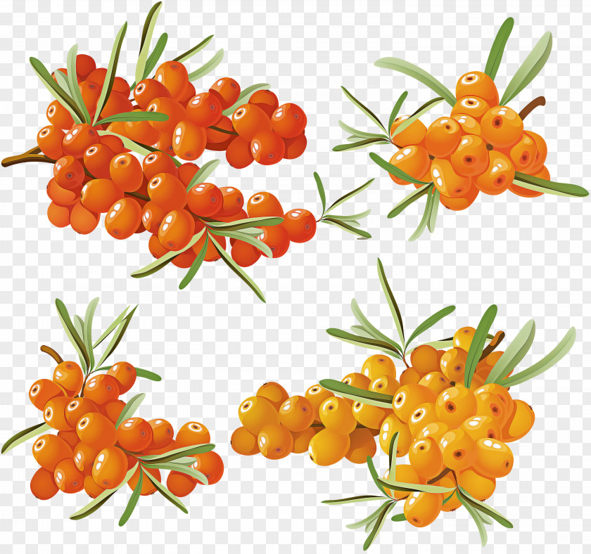 Hippophae Plant Flower Superfruit Herbaceous PNG