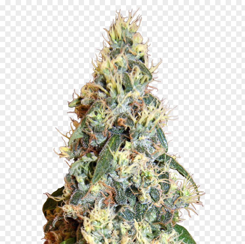 Cannabis Jack Herer Autoflowering Grow Shop Ruderalis PNG
