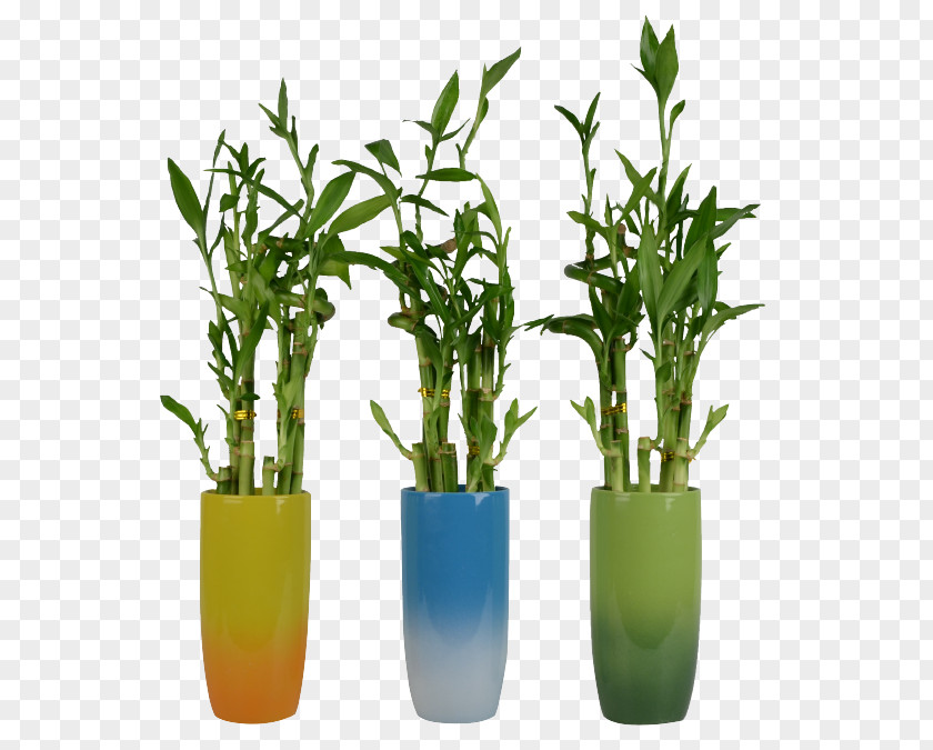 Bamboo Lucky Plant Stem Flowerpot PNG