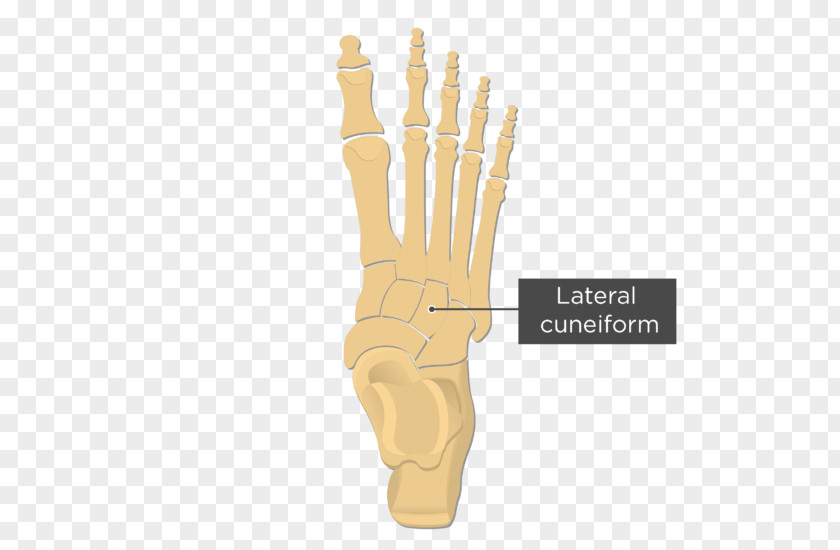 Cuneiform Metatarsal Bones Anatomy Fifth Bone Foot PNG
