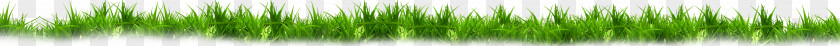Grass Green PNG
