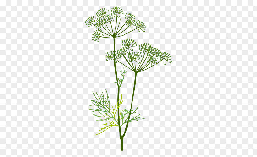 Mint Cow Parsley Herbaceous Plant Dill Fennel PNG