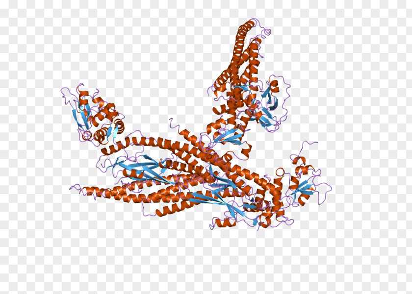 STAT5A STAT5B STAT Protein PNG