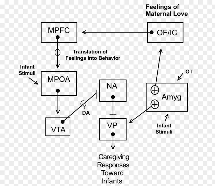 Brain Maternal Bond Behavior Preoptic Area Dopamine Amygdala PNG
