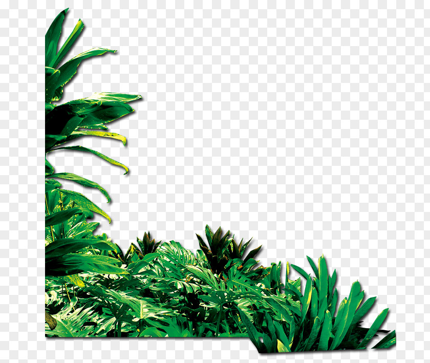 Green Grass Google Images PNG