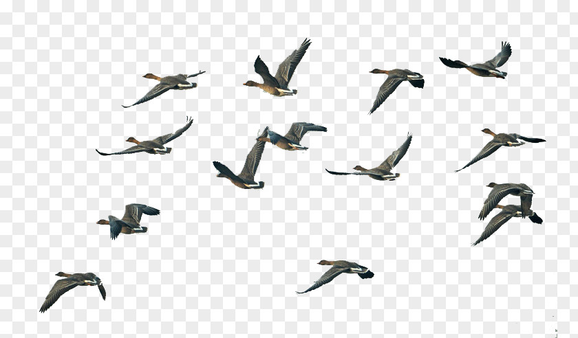 Group Of Geese Fly South Bird Migration Swan Goose Flight PNG