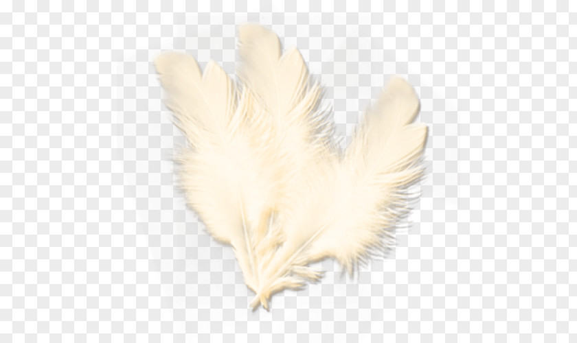 Hand-painted Feathers Feather Wing Tail Beak PNG