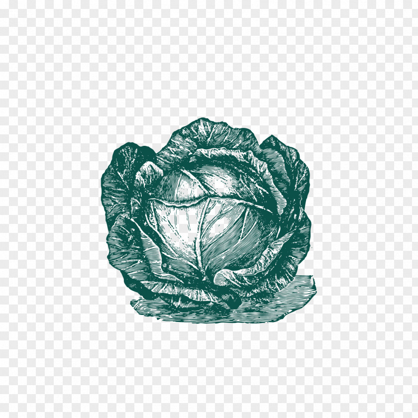 Pull The Cabbage Free Download Cauliflower Vegetable PNG