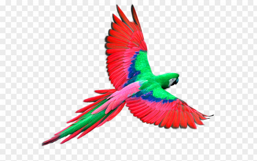 Red Parrot Decorative Pattern Flight Bird PNG