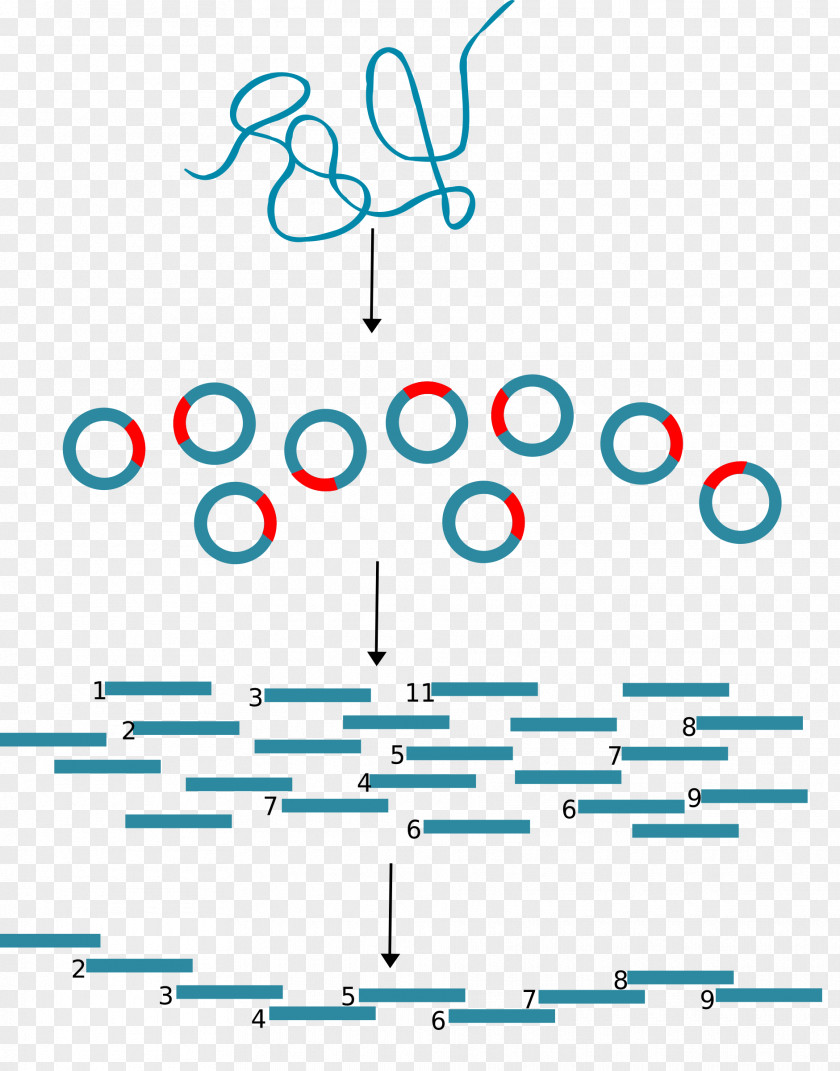 Dna Molecules Molecular Cloning DNA Biology Clip Art PNG