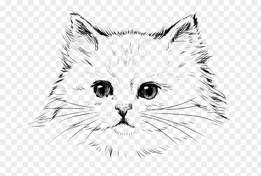 Free Cat Sketch Pull Material Persian Kitten Drawing Black PNG