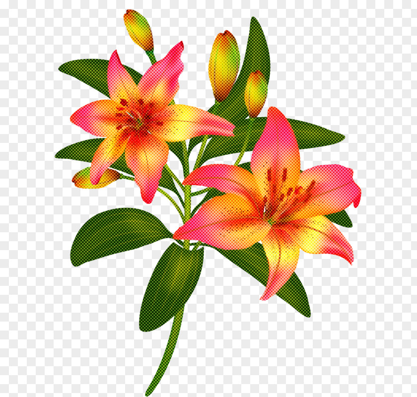 Terrestrial Plant Lily Family Flower Flowering Petal PNG