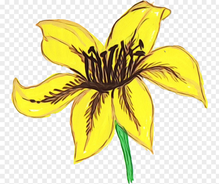 Wildflower Sunflower PNG