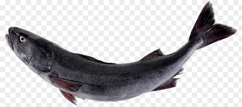 Albacore Sashimi Sablefish Salmon Pacific Cod PNG