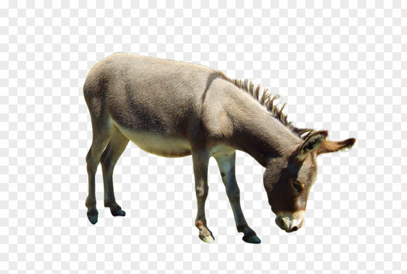 Donkey Aasi Download PNG