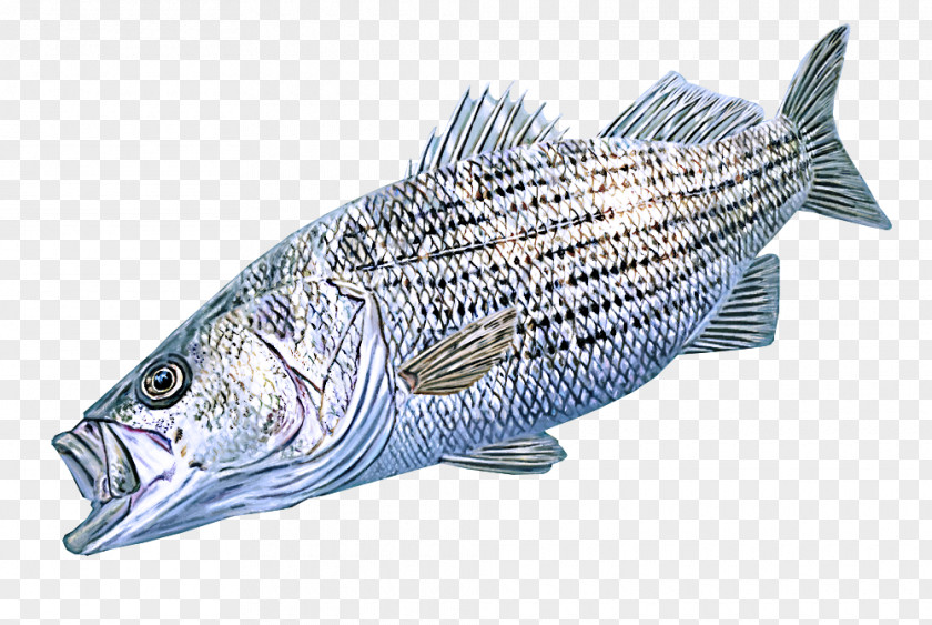 Rayfinned Fish Bonyfish Products Striper Bass PNG