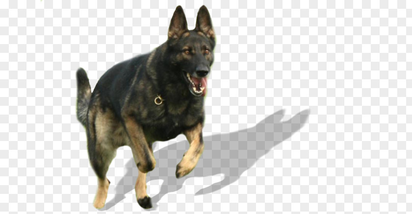 Canine Patrol German Shepherd Kunming Wolfdog Zuchtstätte Vom Patscherkofel Dog Breed Puppy PNG